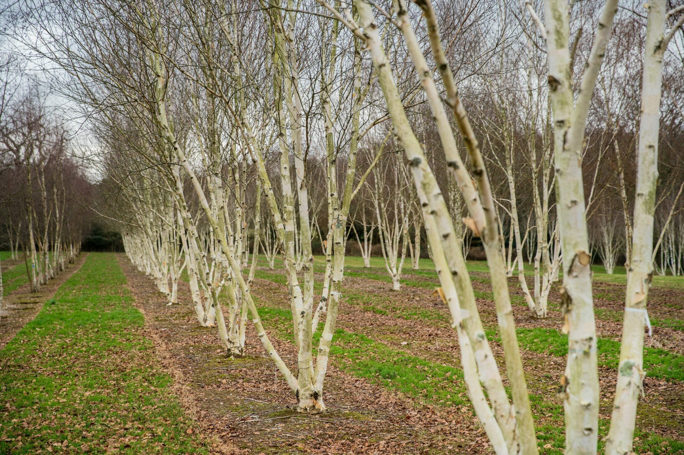 Betula Utilis Var Jacquemontii Semi Mature Mature Trees Hillier