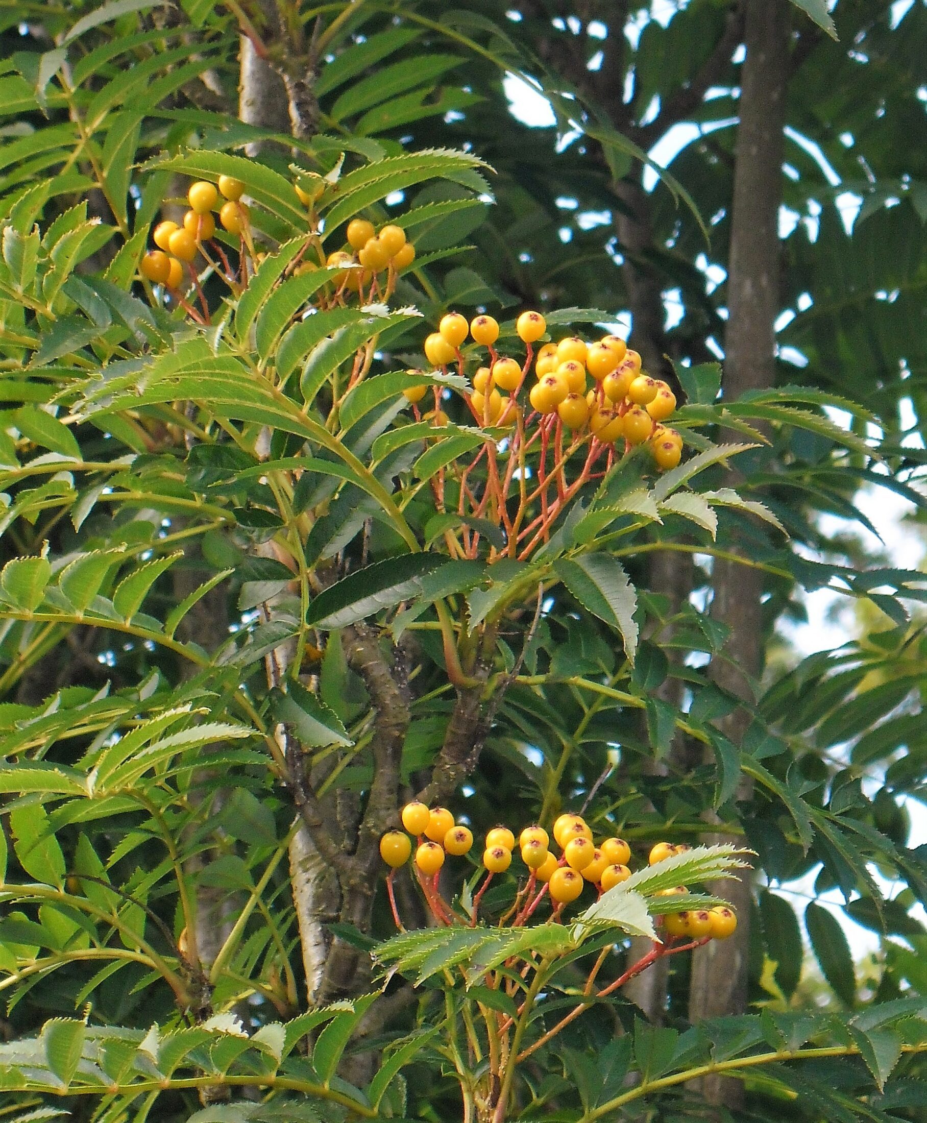 Sorbus-Autumn-Spire-Berries - Hillier