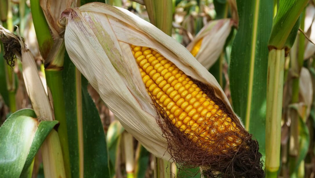 When and How to Harvest Corn