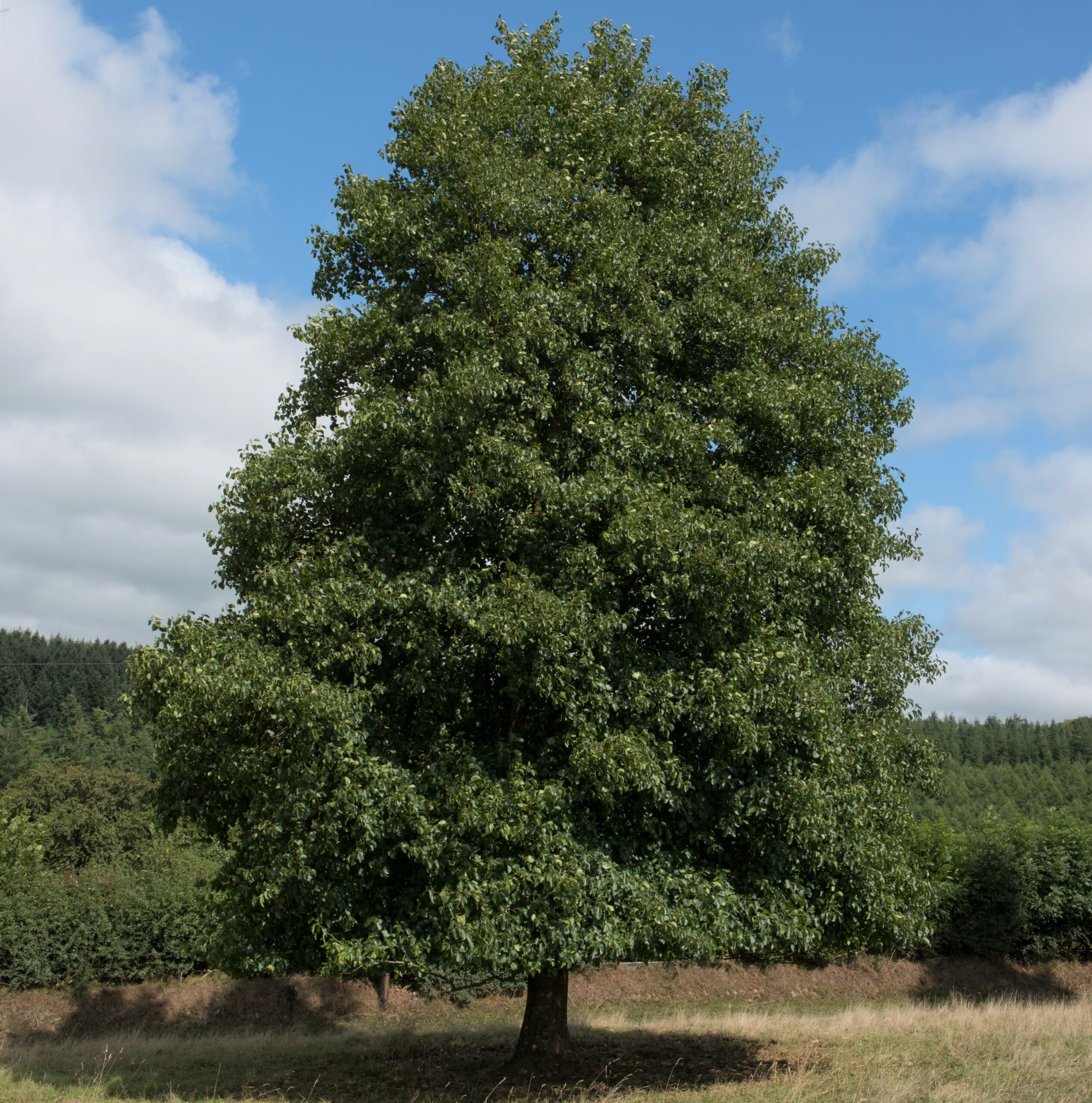 Buy Alnus glutinosa Tree | Hillier Trees