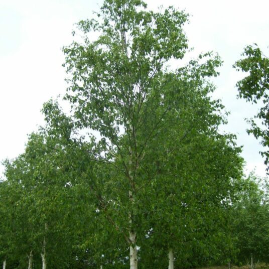 Buy Betula albosinensis ‘Fascination’ Tree | Hillier Trees
