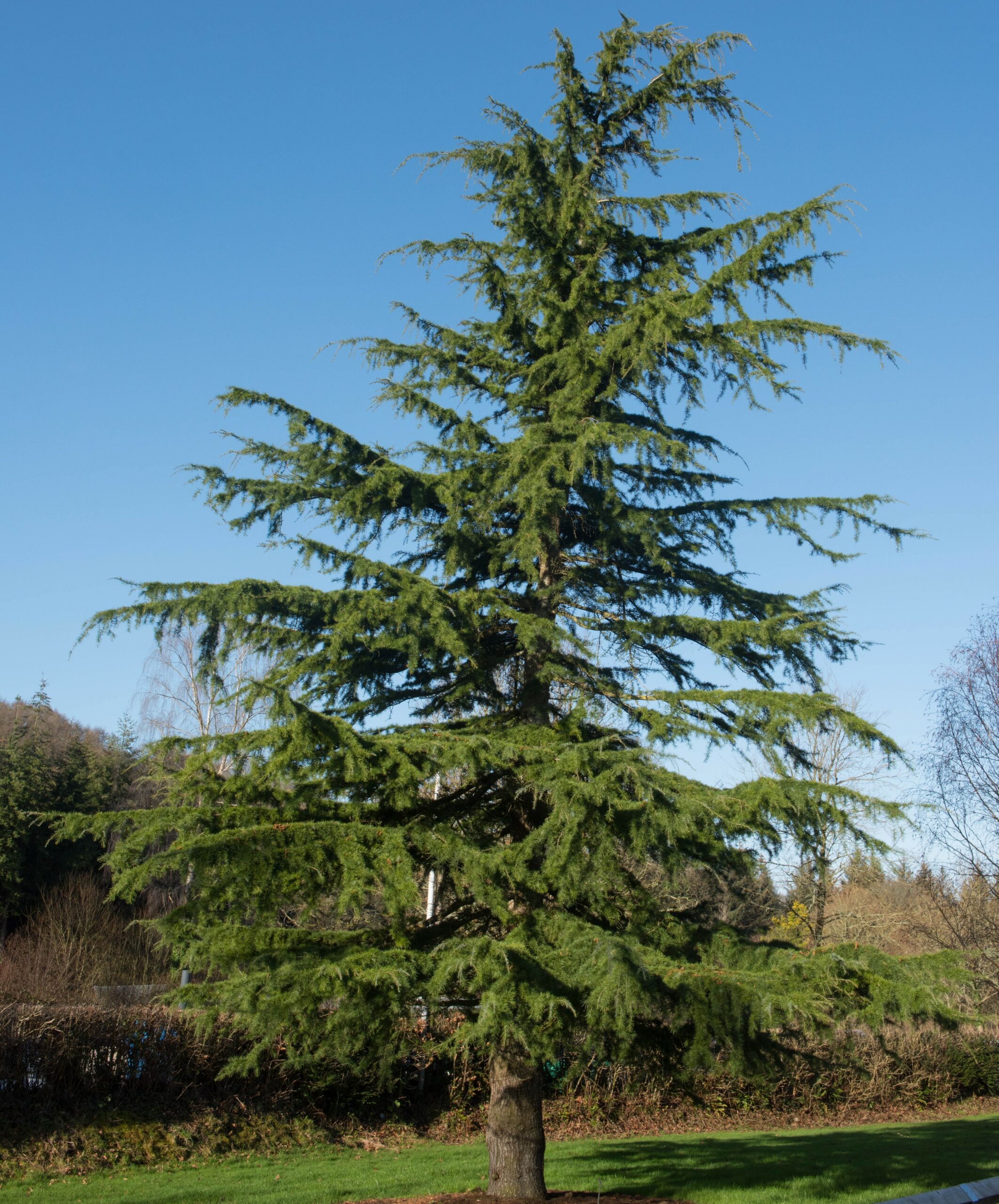 Buy Cedrus deodara Tree | Hillier Trees