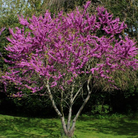 Buy Cercis siliquastrum Tree | Hillier Trees