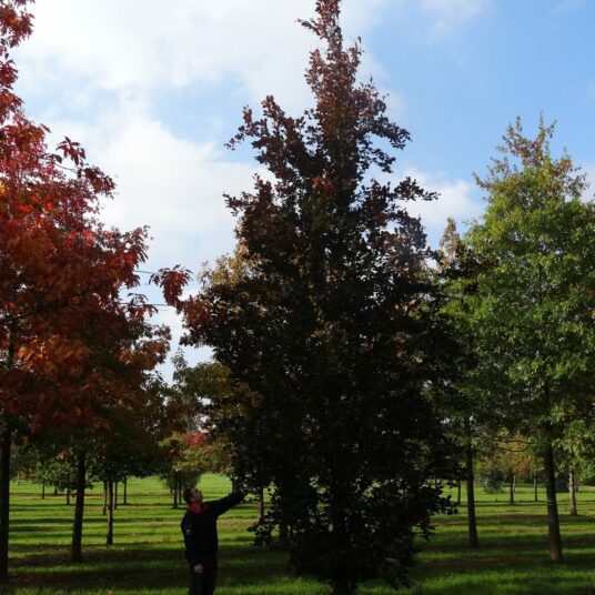 Buy Fagus Sylvatica ‘dawyck Purple Tree Hillier Trees