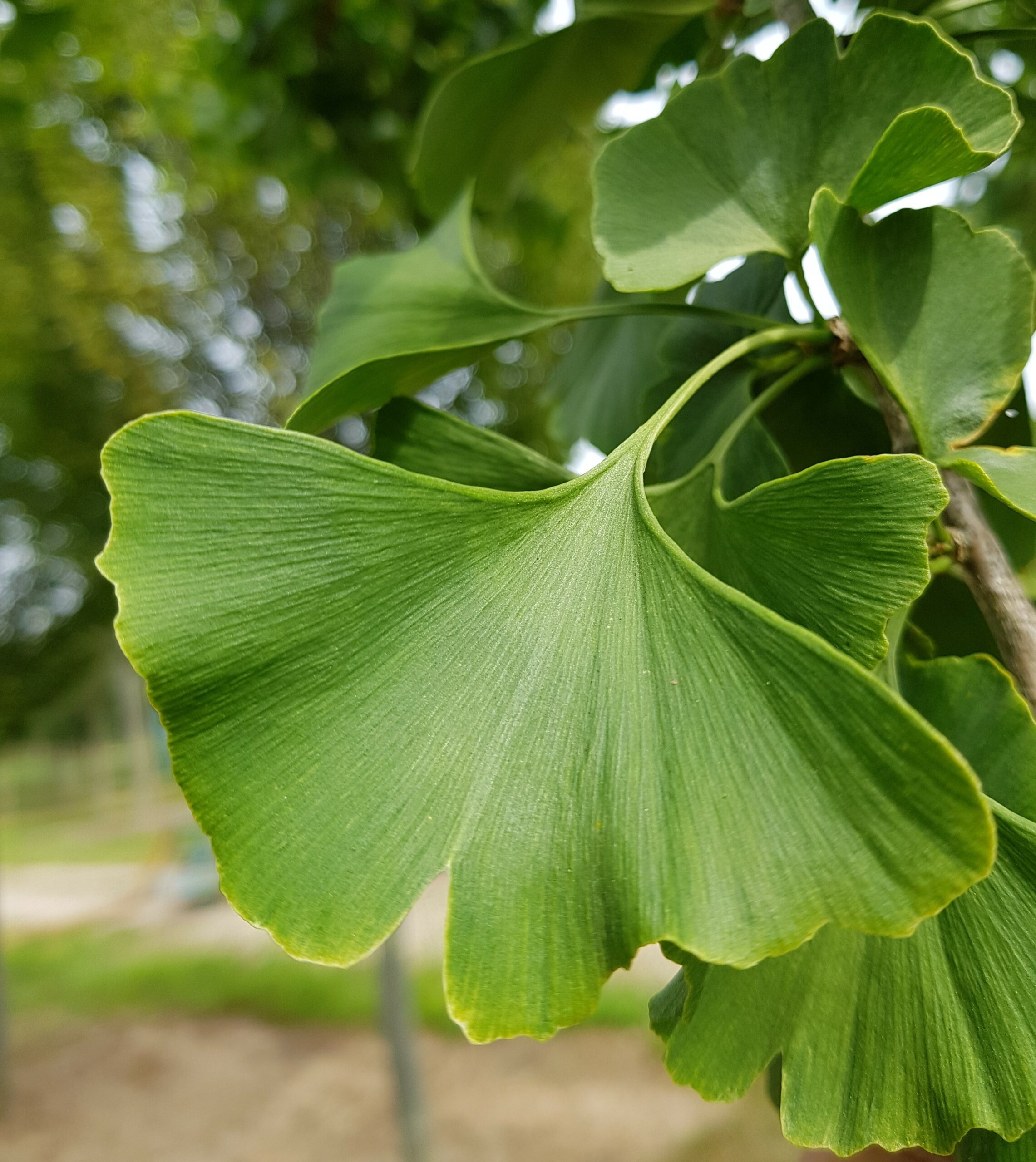 Ginkgo Biloba Hillier