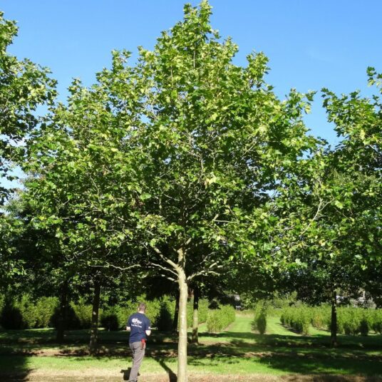 Buy Platanus x hispanica Tree | Hillier Trees