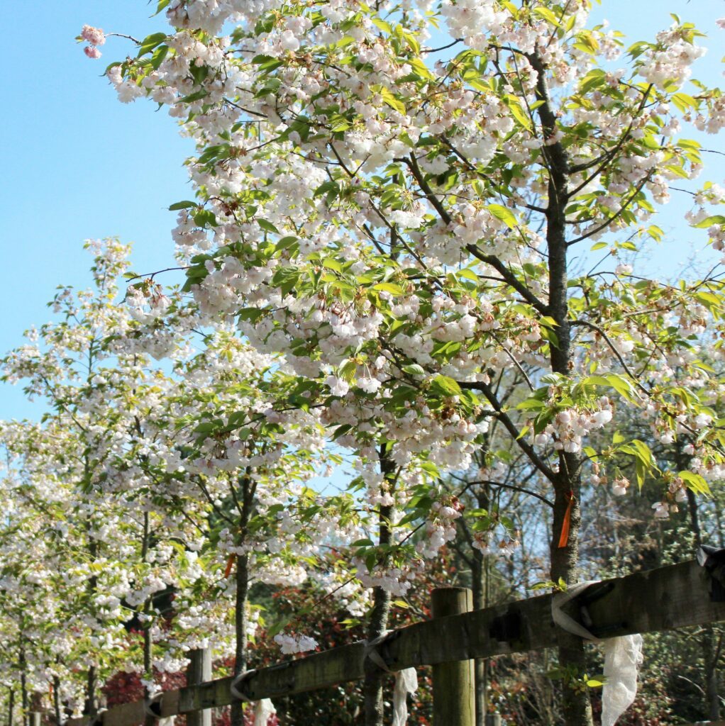 Buy Prunus ‘Shirotae’ Tree | Hillier Trees