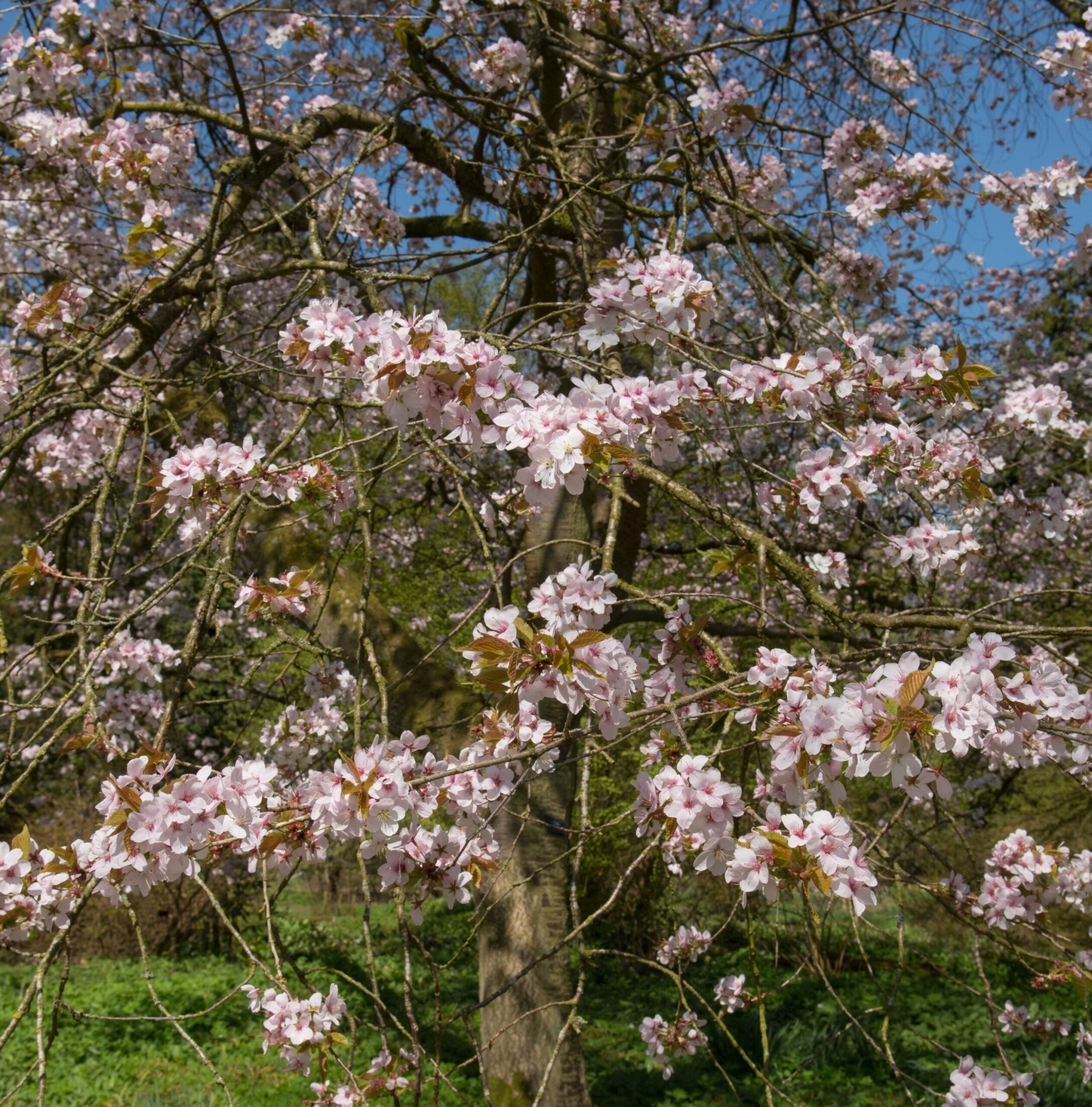 Prunus Spire Pink 2 - Hillier