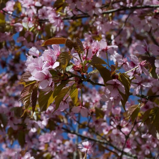 Buy Prunus ‘Spire’ Tree | Hillier Trees