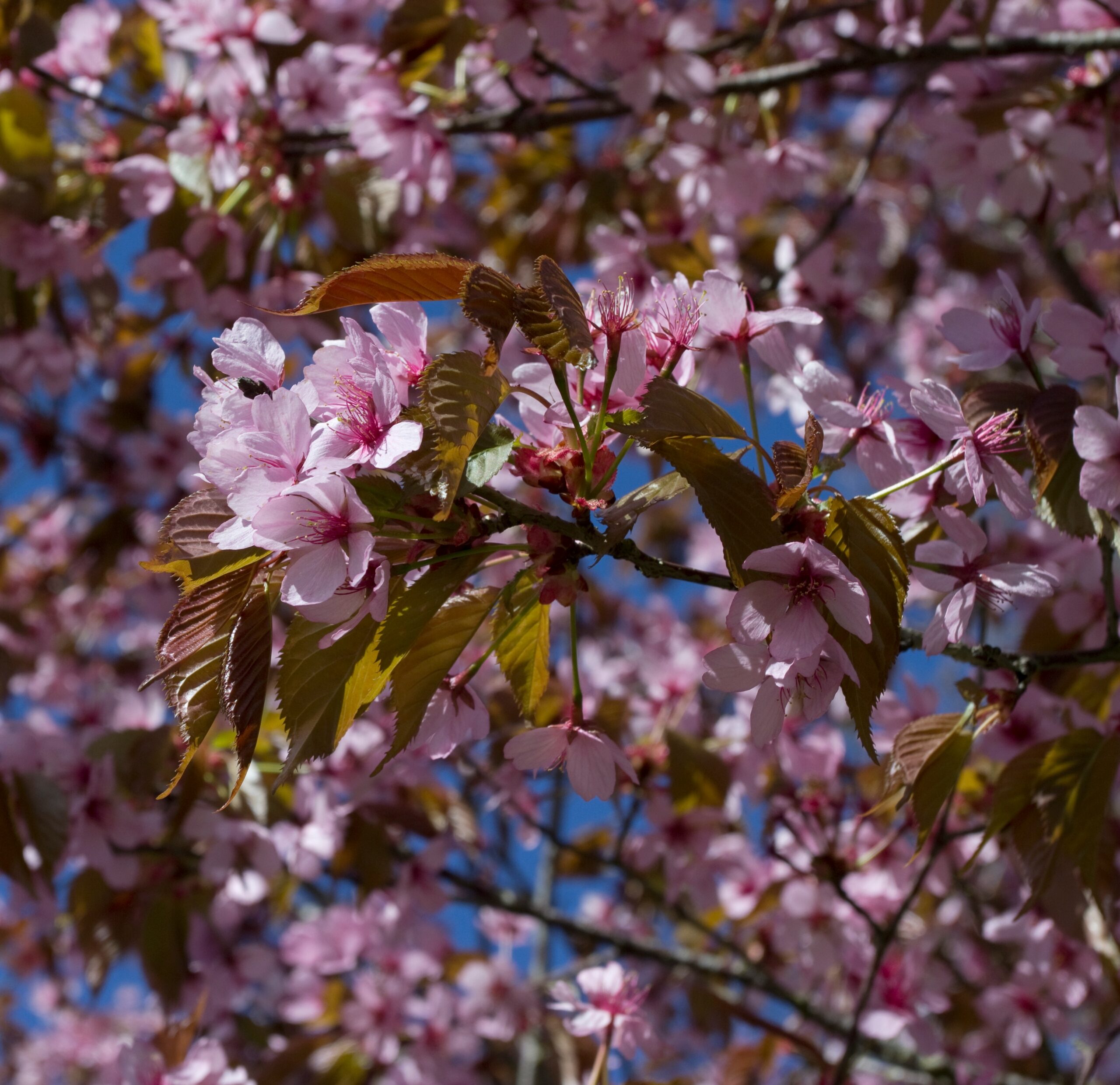 Buy Prunus ‘spire’ Tree 