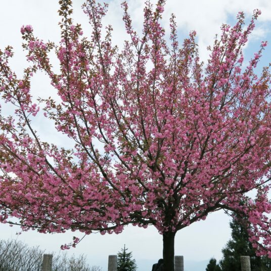 Buy Prunus ‘Kanzan’ Tree | Hillier Trees