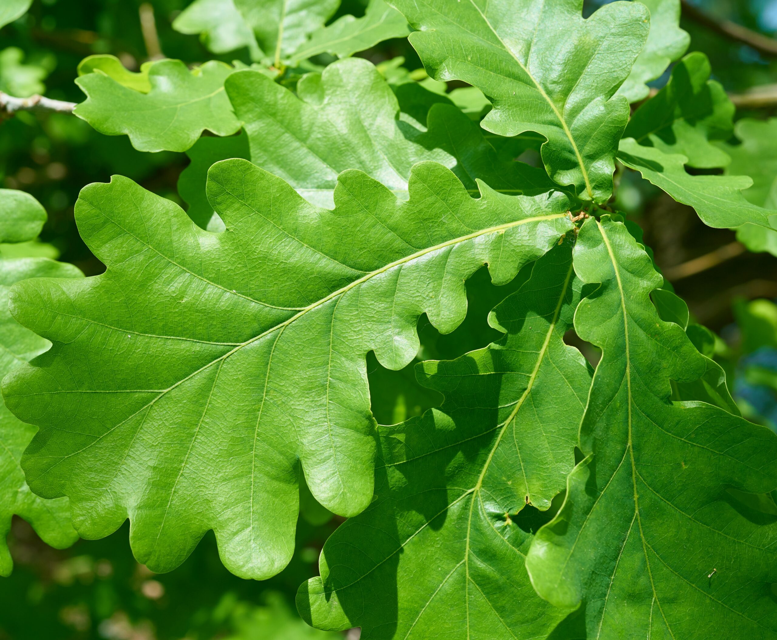 Quercus Robur - Hillier