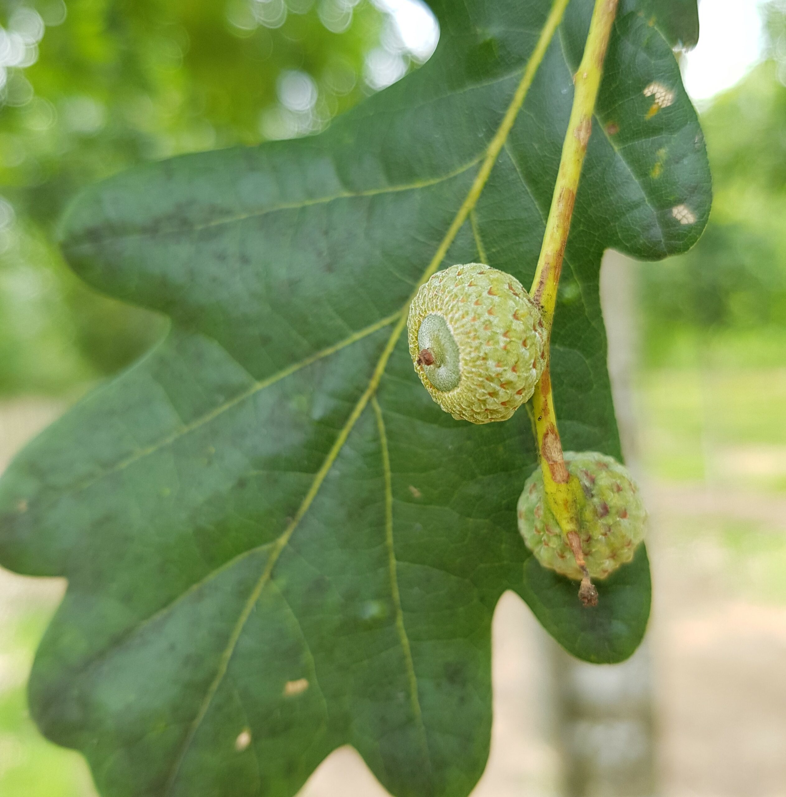 Quercus robur - Hillier