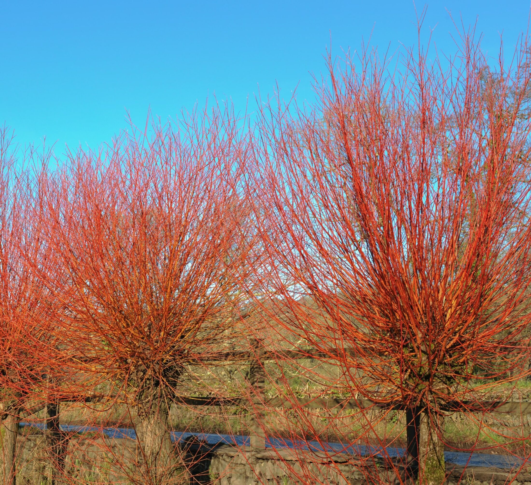 Buy Salix alba ‘Britzensis’ Tree | Hillier Trees