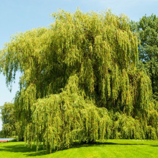 Buy Salix alba Tree | Hillier Trees