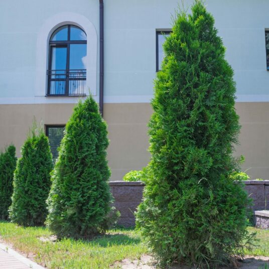 Buy Thuja plicata 'Fastigiata' Tree | Hillier Trees