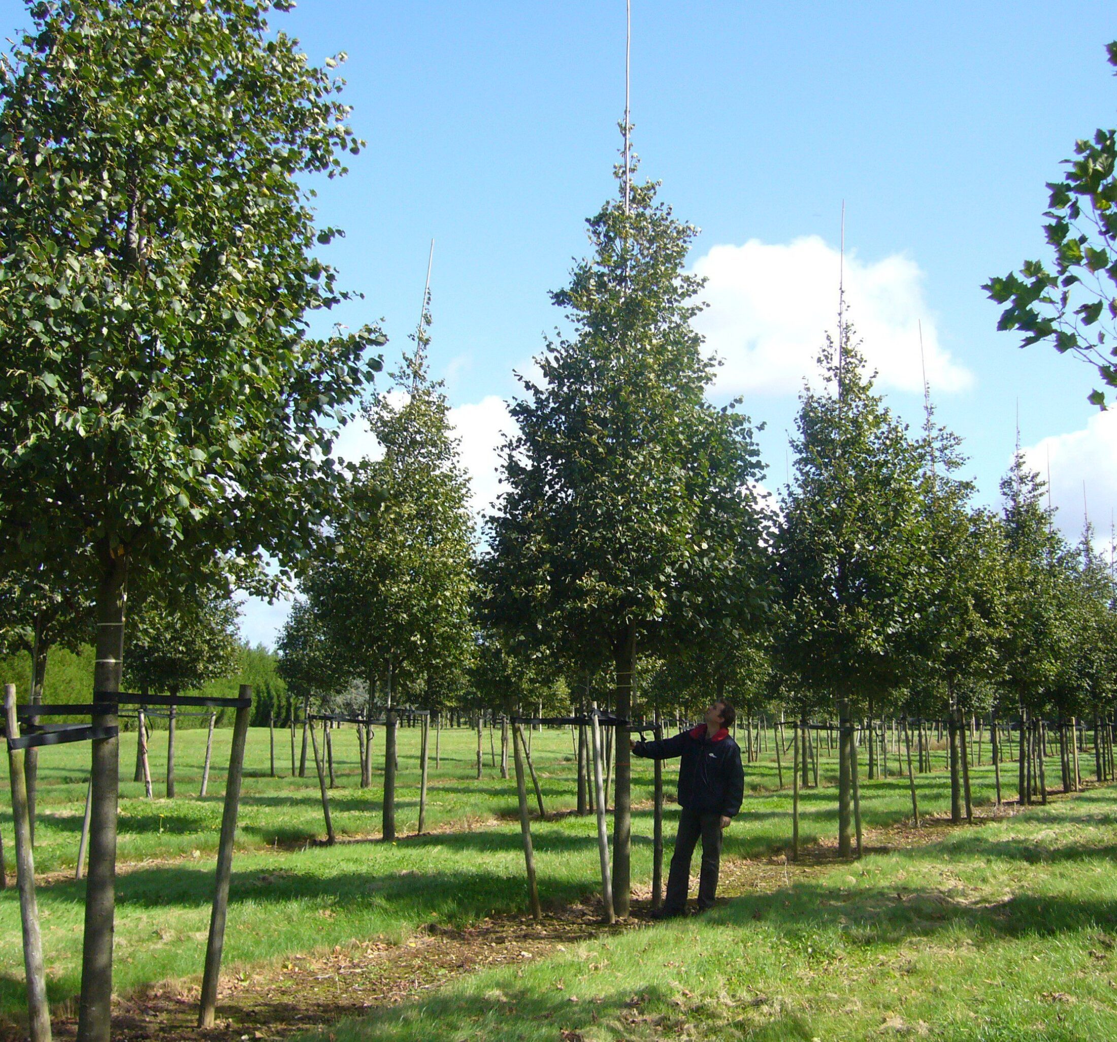 Tilia cordata Greenspire - Hillier