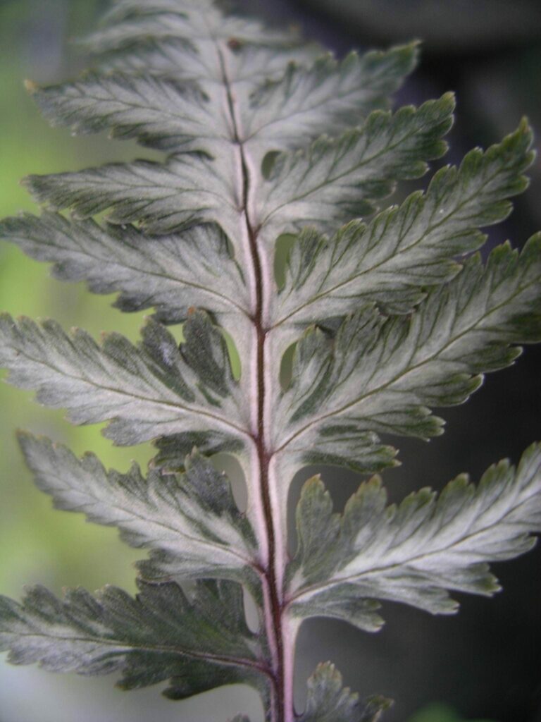 Athyrium niponicum var. pictum ‘Metallicum’ 2L 5023242334592