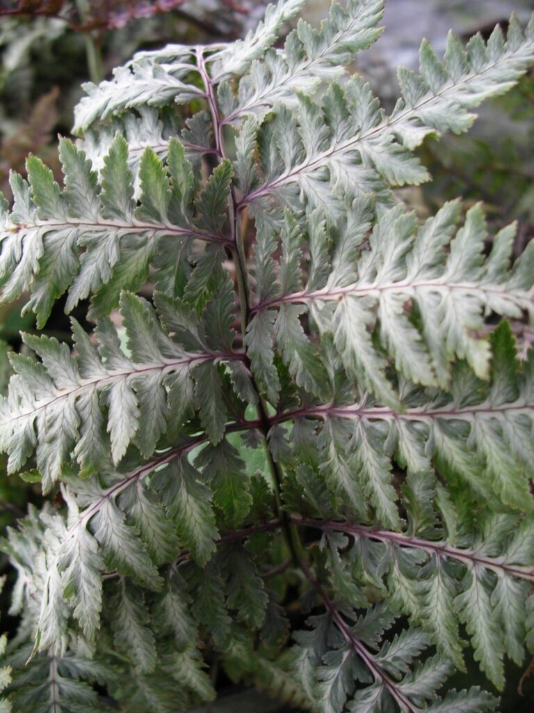 Athyrium niponicum var. pictum ‘Metallicum’ 2L 5023242334592