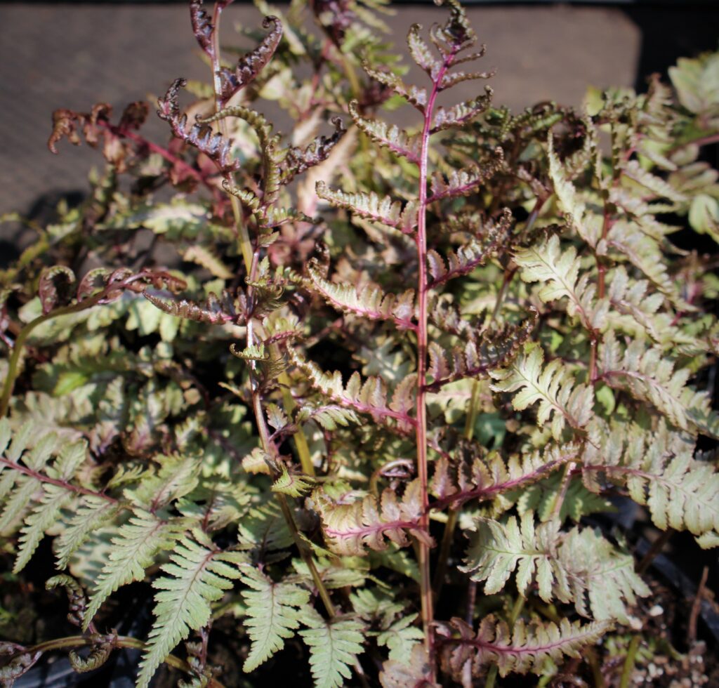 Athyrium niponicum var. pictum ‘Metallicum’ 2L 5023242334592