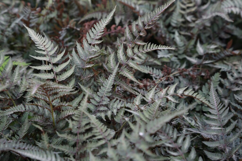 Athyrium niponicum var. pictum ‘Metallicum’ 2L 5023242334592