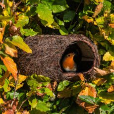 Wildlife World Brushwood Robin Nester