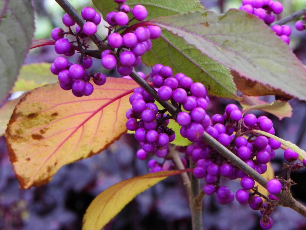 Callicarpa bodinieri ‘Profusion’ 3L 5023242204451