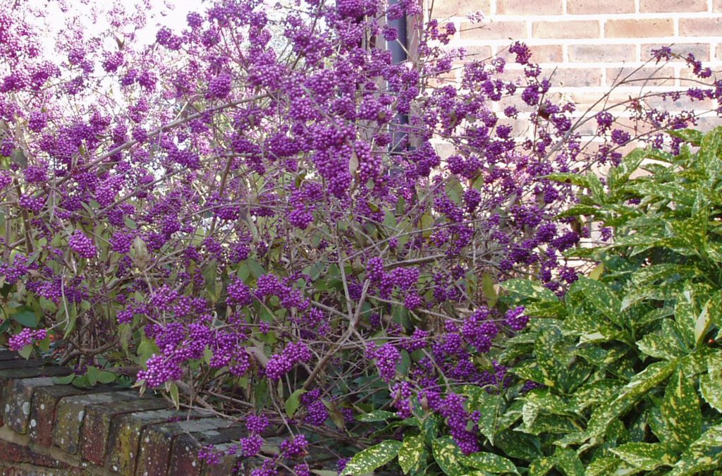 Callicarpa bodinieri ‘Profusion’ 3L 5023242204451