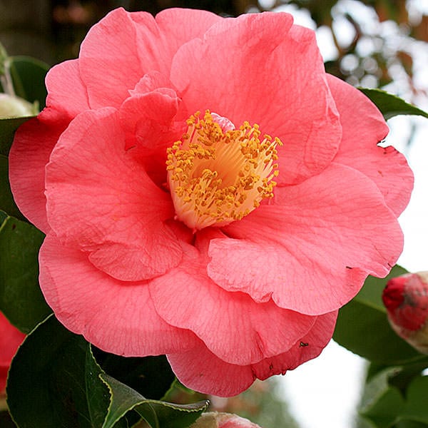 Camellia japonica ‘R.L. Wheeler’ 3L 5023242366364