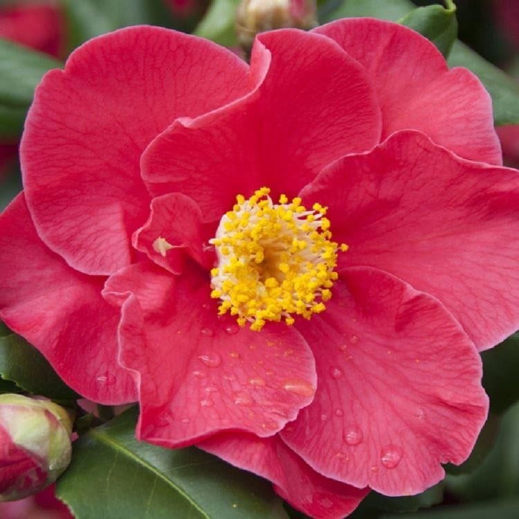 Camellia japonica ‘Dr King’ 3L 5023242327877