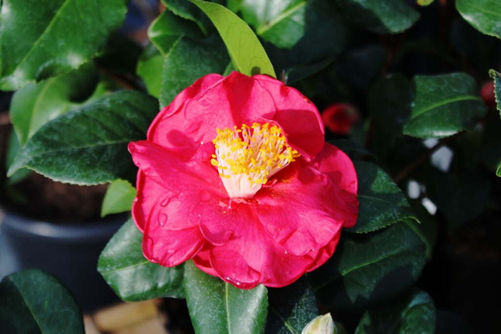 Camellia japonica ‘Dr King’ 3L 5023242327877