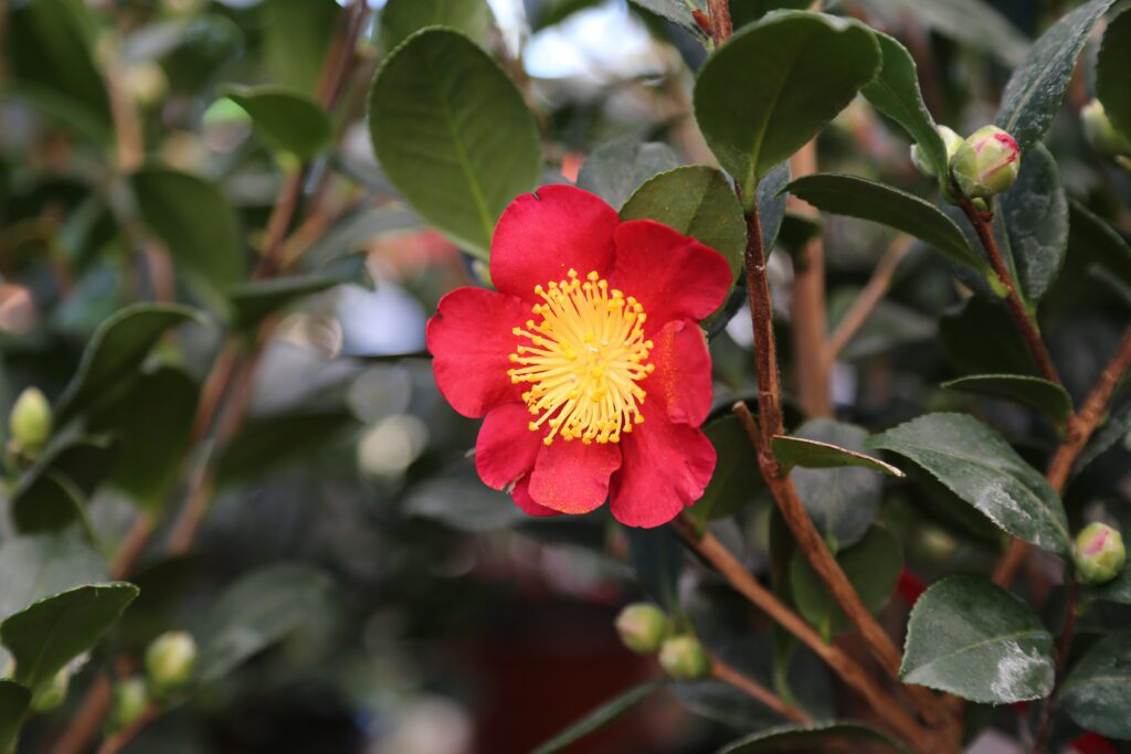 Camellia x vernalis ‘Yuletide’ 5L 5023242344676