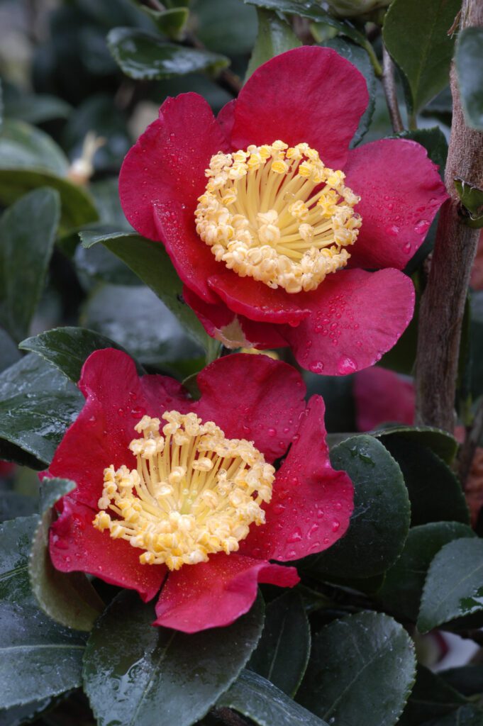 Camellia x vernalis ‘Yuletide’ 5L 5023242344676