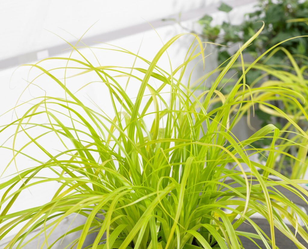 Carex oshimensis ‘Everillo’ 2L 5023242366050