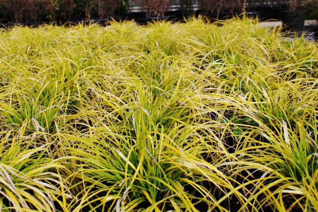 Carex oshimensis ‘Everillo’ 2L 5023242366050