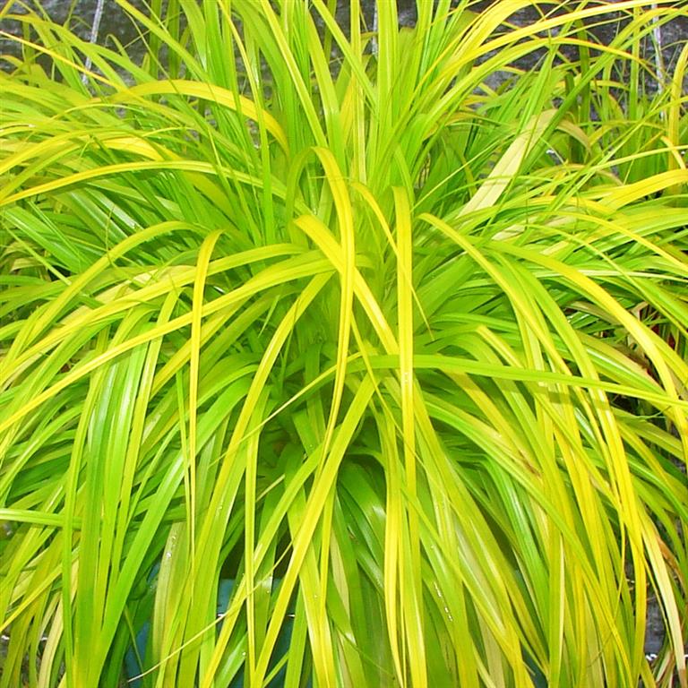 Carex oshimensis ‘Everillo’ 2L 5023242366050