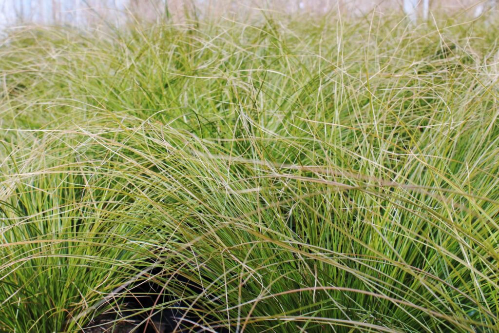 Carex testacea 2L 5023242258577