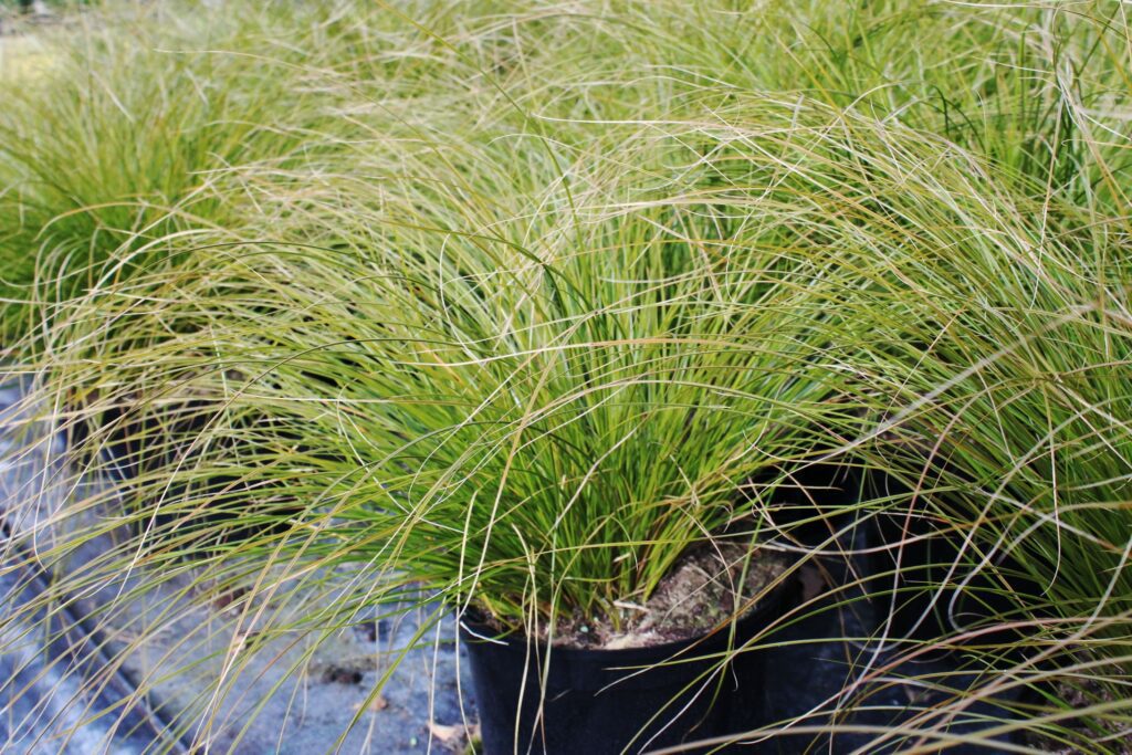 Carex testacea 2L 5023242258577