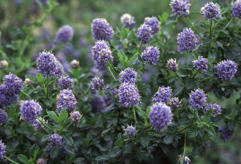 Ceanothus ‘Blue Mound’ 3L 5023242339948