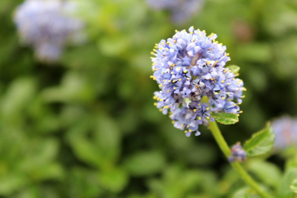 Ceanothus ‘Blue Mound’ 3L 5023242339948