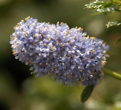 Ceanothus ‘Blue Mound’ 3L 5023242339948