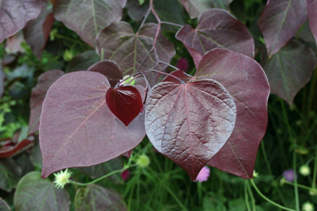 Cercis canadensis ‘Forest Pansy’ 3L 5023242318363