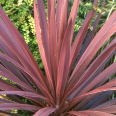 Cordyline ‘Red Star’ 2L