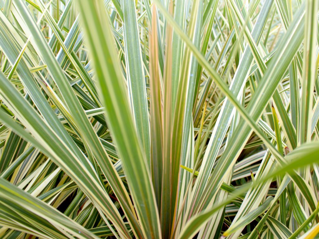 Cordyline australis ‘Torbay Dazzler’ 2L 5023242328683