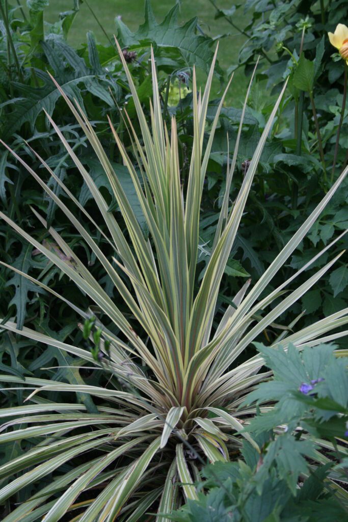 Cordyline australis ‘Torbay Dazzler’ 2L 5023242328683