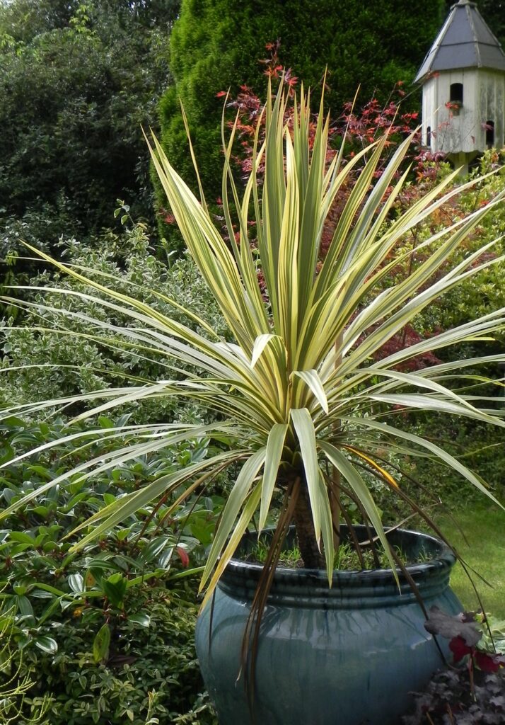 Cordyline australis ‘Torbay Dazzler’ 2L 5023242328683