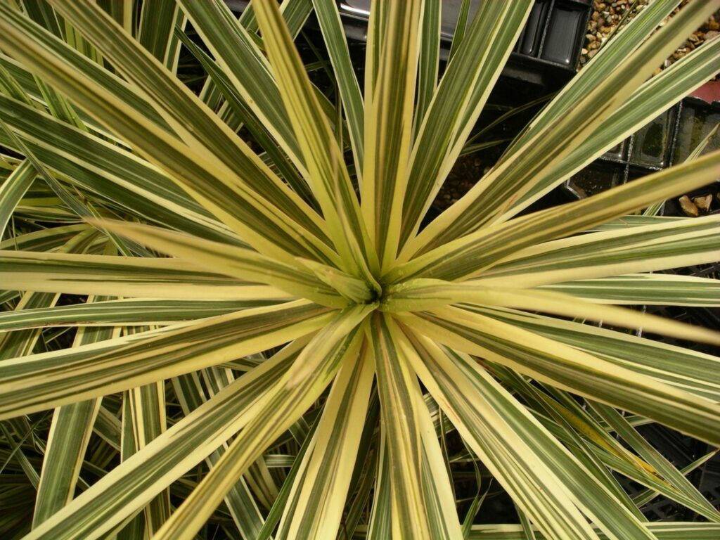 Cordyline australis ‘Torbay Dazzler’ 2L 5023242328683