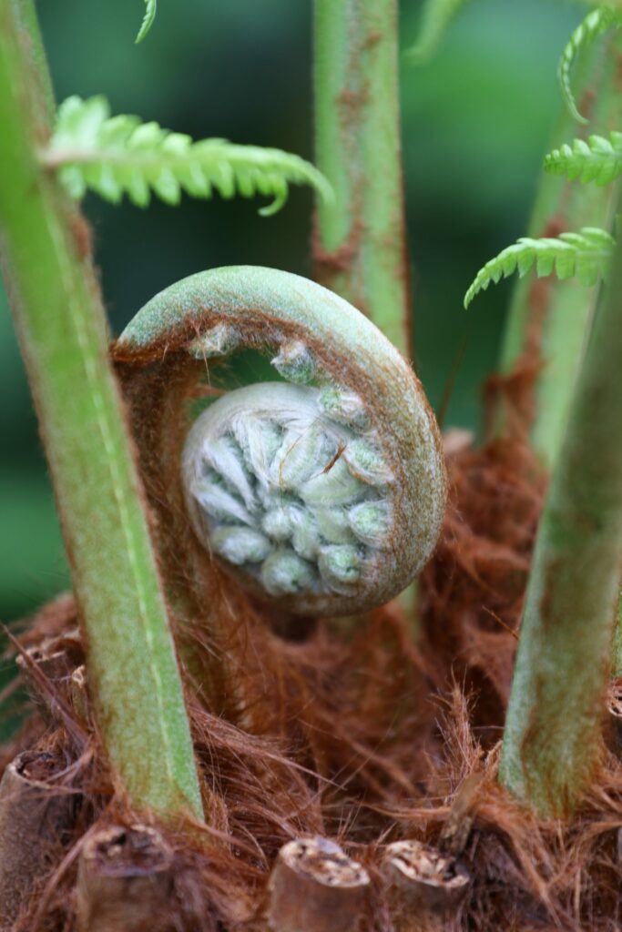 Dicksonia antarctica 2L 5023242343709