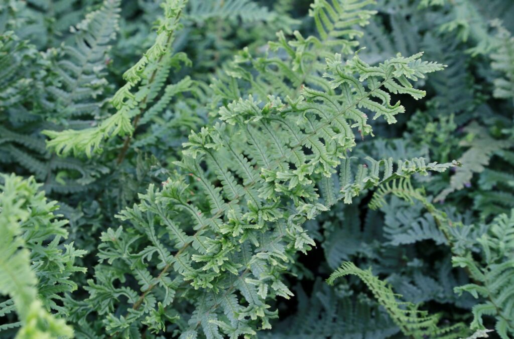 Dryopteris affinis ‘Cristata the King’ 2L 5023242334615