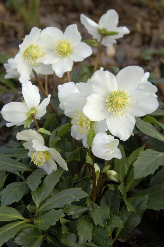 Helleborus niger ‘Joel’ 2L 5023242336251